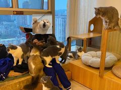 -Catmate·猫肥家润(金润铂宫店)