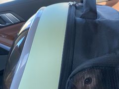 -欣宠猫屋·矮脚拿破仑·蓝金金渐层