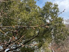 -狼山风景名胜区