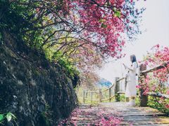 -木兰云雾山