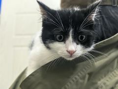 -御宝贝·A梦猫科宠物医院(国际猫友好医院)