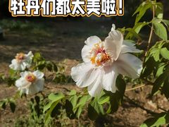 -国家植物园