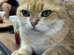 -Heymao猫咖.咖啡厅(东门店)