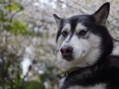 -康成宠物医院24H·CT·核磁共振
