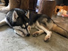 -more than meow吴止猫主题餐厅(承德 中船汇店)