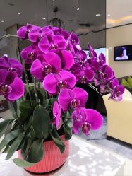 -东莞西妃整形美容医院