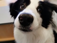 -暖阳宠物医院·犬猫康复中心·骨科