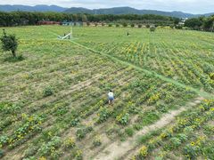 -苏州太湖西山岛开心农场