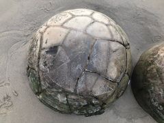 -摩拉基大圆石