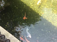 -上海浦东星河湾酒店
