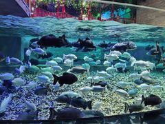 -成都浩海立方海洋公园