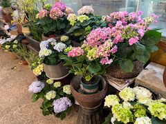 -双季花艺园艺市场(浦东店)