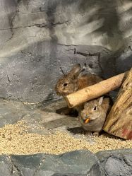 -Zoolung Zoolung动物主题公园(海信广场店)