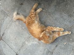 -大学习巷清真寺