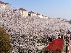 -高东镇樱花园