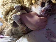 -天使宠物医院·犬猫分诊(彩虹店)