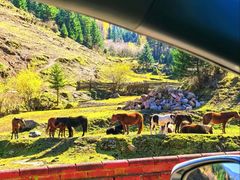 -芦芽山旅游度假区