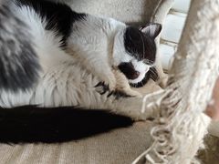 -平行世界·猫咖(首经贸店)