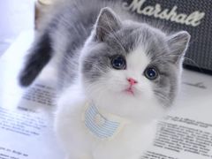 -Bastet sally猫舍购宠(静安店)