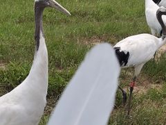 -盐城丹顶鹤湿地生态旅游区