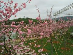 android_upload_pic-天适樱花悠乐园