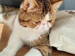 -瞄一喵猫咖(格力海岸店)
