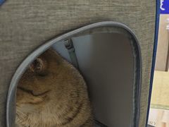 -艾贝尔宠物医院·狂犬免疫点(江山金象城店)