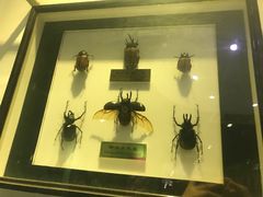 -上海昆虫博物馆