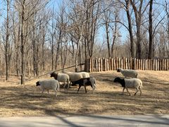 -北京野生动物园
