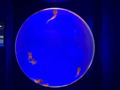 -上海海洋水族馆