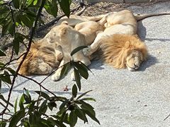 -大连森林动物园