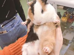 -藦茜花园宠物主题亲子互动体验馆(国顺东路店)