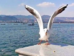 -海埂大坝