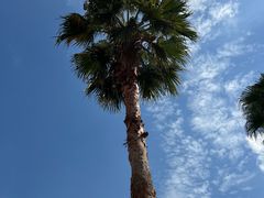 -上海虹桥西郊庄园丽笙大酒店