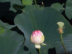 -荷塘月色湿地公园·向阳花洲