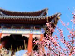 -梅花山(明孝陵内)
