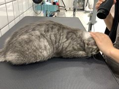 -BABIT巴比特宠物(MOMOPARK店)