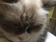 -猫色咖啡·猫咖