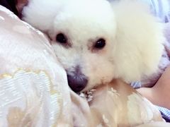 -唐小姐の猫狗洗护·购宠旗舰店(周浦万达店)