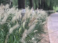 -大兴滨河森林公园