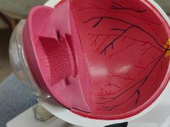 -武汉大学附属爱尔眼科医院(湖北总院)