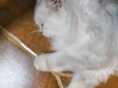 -李小姐の猫咖啡馆(五角场店)