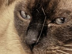 -藏猫猫咖啡主题馆(中央大道店)