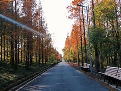 -上海长兴岛郊野公园