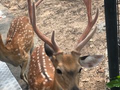 -清迈夜间动物园