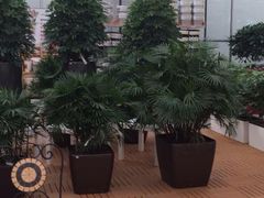 iphone_upload_pic-荷兰花海