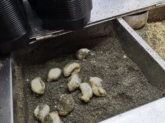 -叶氏麻糍(鼓浪屿店)