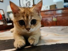 -lincat·猫舍(广州店)