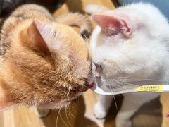 -滚猫咖啡·猫咖·猫友好撸猫(未来城店)