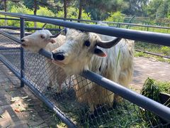 -长白岛森林公园